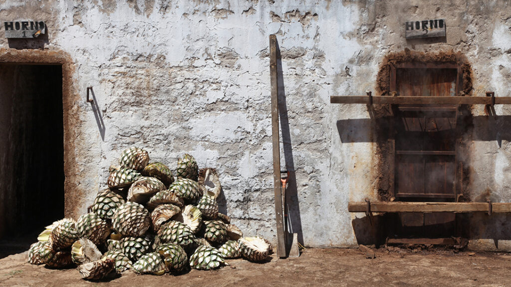 Agaves ready to be steamed for tequila production, Jalisco, Mexico