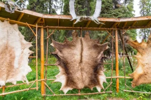 How to tan a hide.