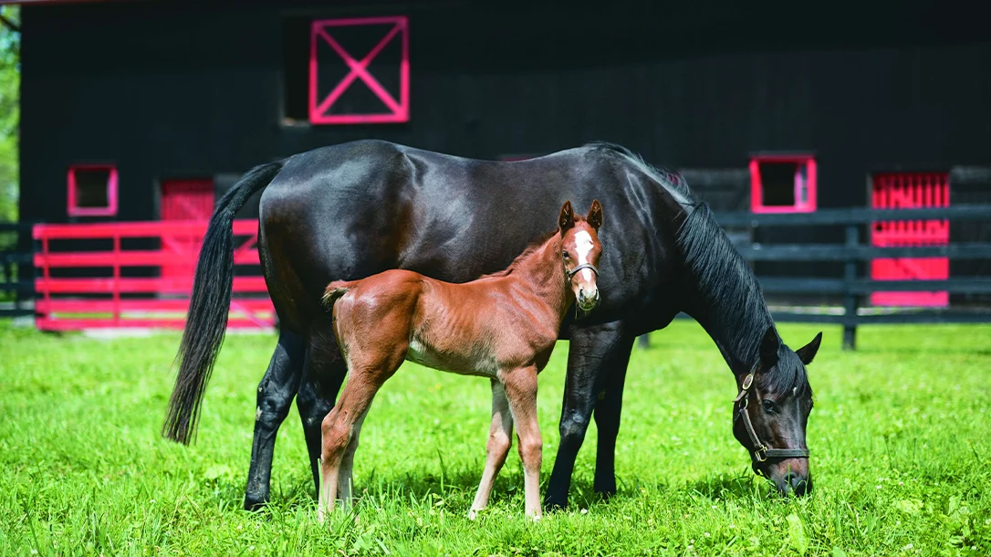 Horses are a staple in Kentucky, and a must-see on the ultimate men's getaway