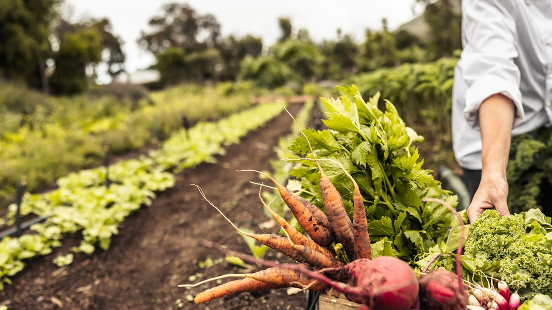 There is nothing like heirloom vegetables grown by your hands.