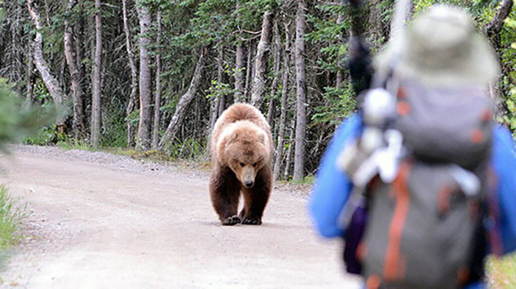 Bear attack