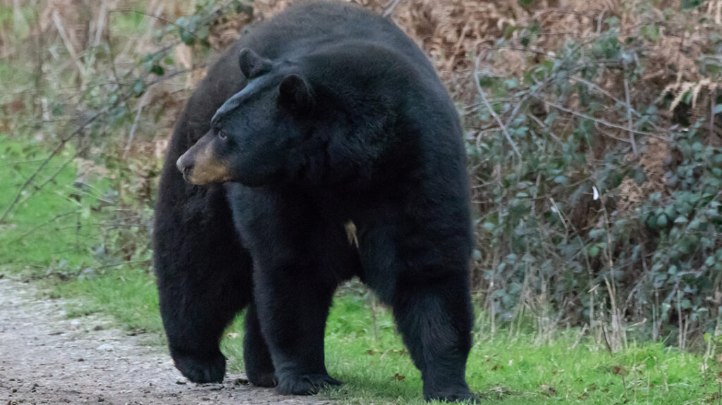 Black Bear