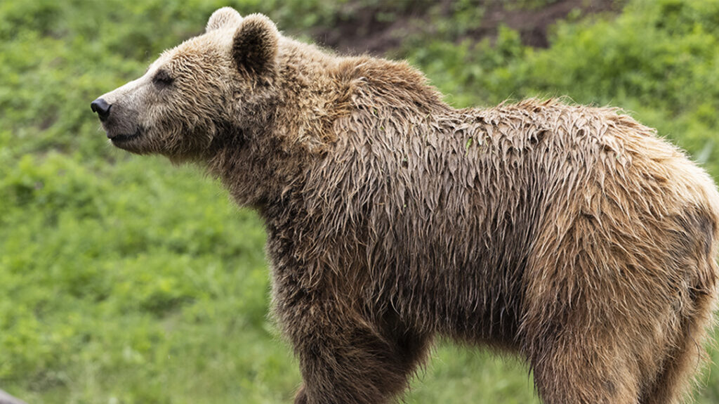 Grizzly Bear