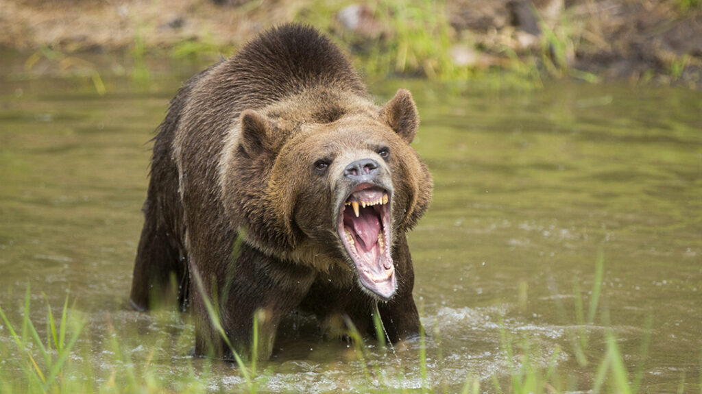 How to Survive a Bear Attack - A Quick Simple Guide